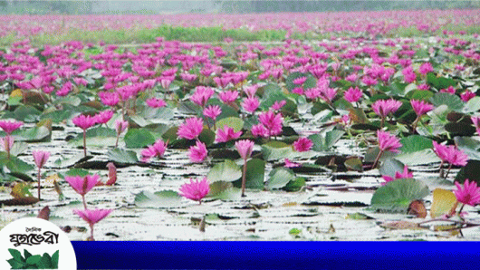 ফুটন্ত রক্তিম শাপলা জানান দিচ্ছে পর্যটকদের আগমনী বার্তা