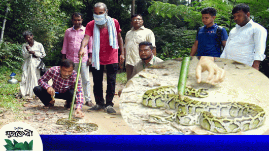 চিকিৎসকের বাসায় উদ্ধার হওয়া অজগর খাদিমনগর জাতীয় উদ্যানে অবমুক্ত