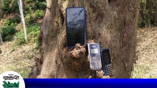 যাদুকরী এই গাছে ফোন রাখলে আসে নেটওয়ার্ক