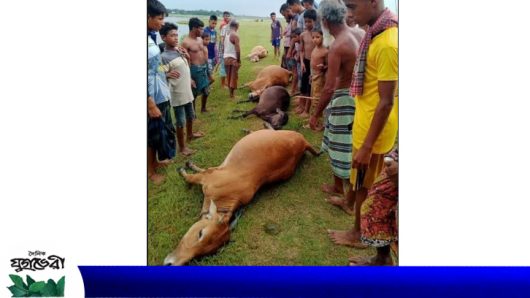 বজ্রপাতে কৃষকের গোয়ালঘর ফাঁকা : বিলের পাড়ে বজ্রপাতে মারা গেল দুই কৃষকদের চারটি গাভি