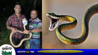 জালের ফাঁদে দাঁড়াশ সাপ