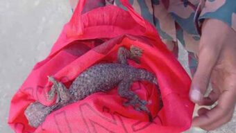 তাহিরপুর সীমান্তে তক্ষক উদ্ধার