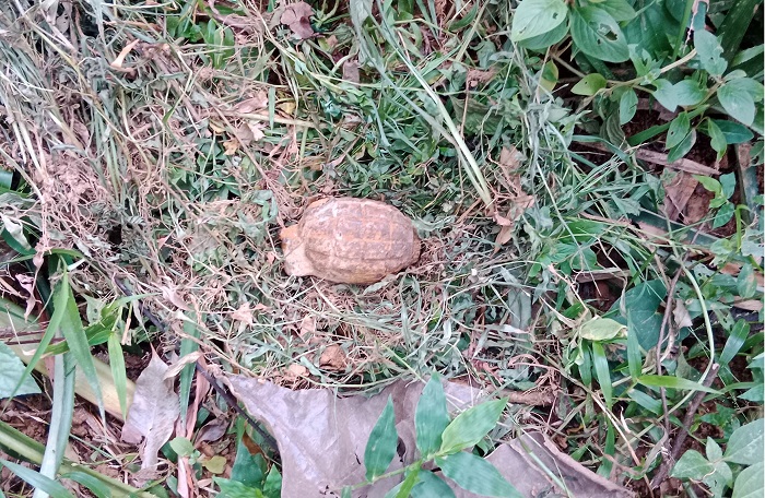 কমলগঞ্জে মাটি গর্ত করার সময় পুরনো গ্রেণেড উদ্ধার